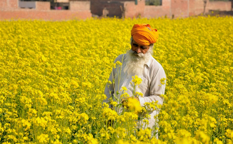 Rural & FMCG content consulting